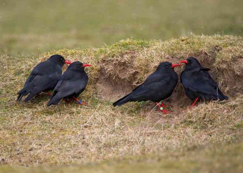 Choughs flock together weeks before they head off in pairs to find crevices and cliffs in which to nest